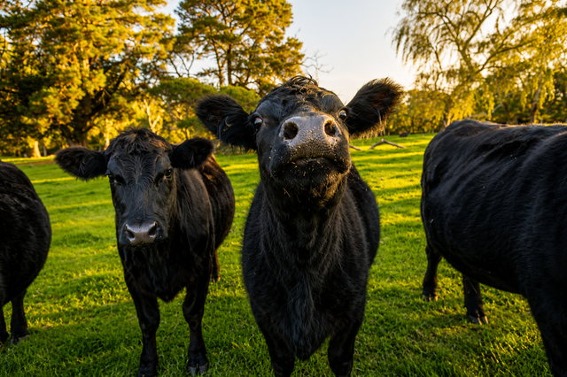Three black cows standing in a sunlit green pasture at sunset