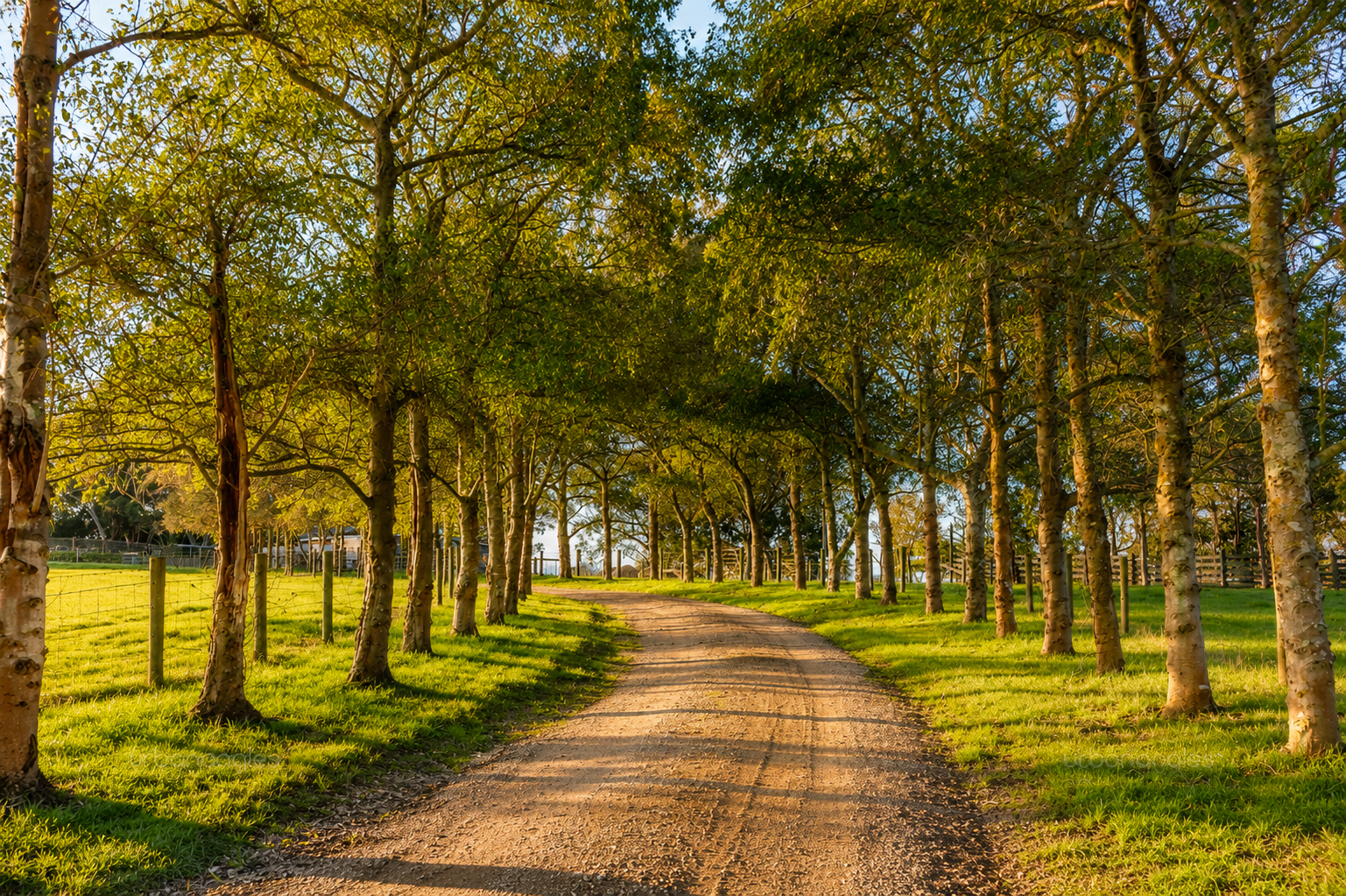 Sunlit dirt path through a tree-lined park with green grass and golden leaves
