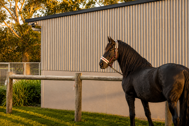 Black horse standing by a wooden fence beside a barn at sunset