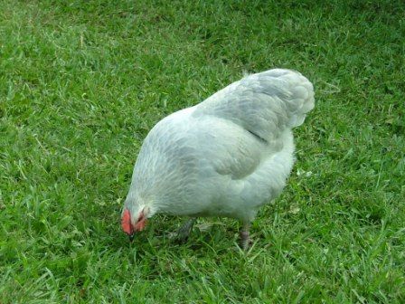 White chicken pecking at grass in a green field