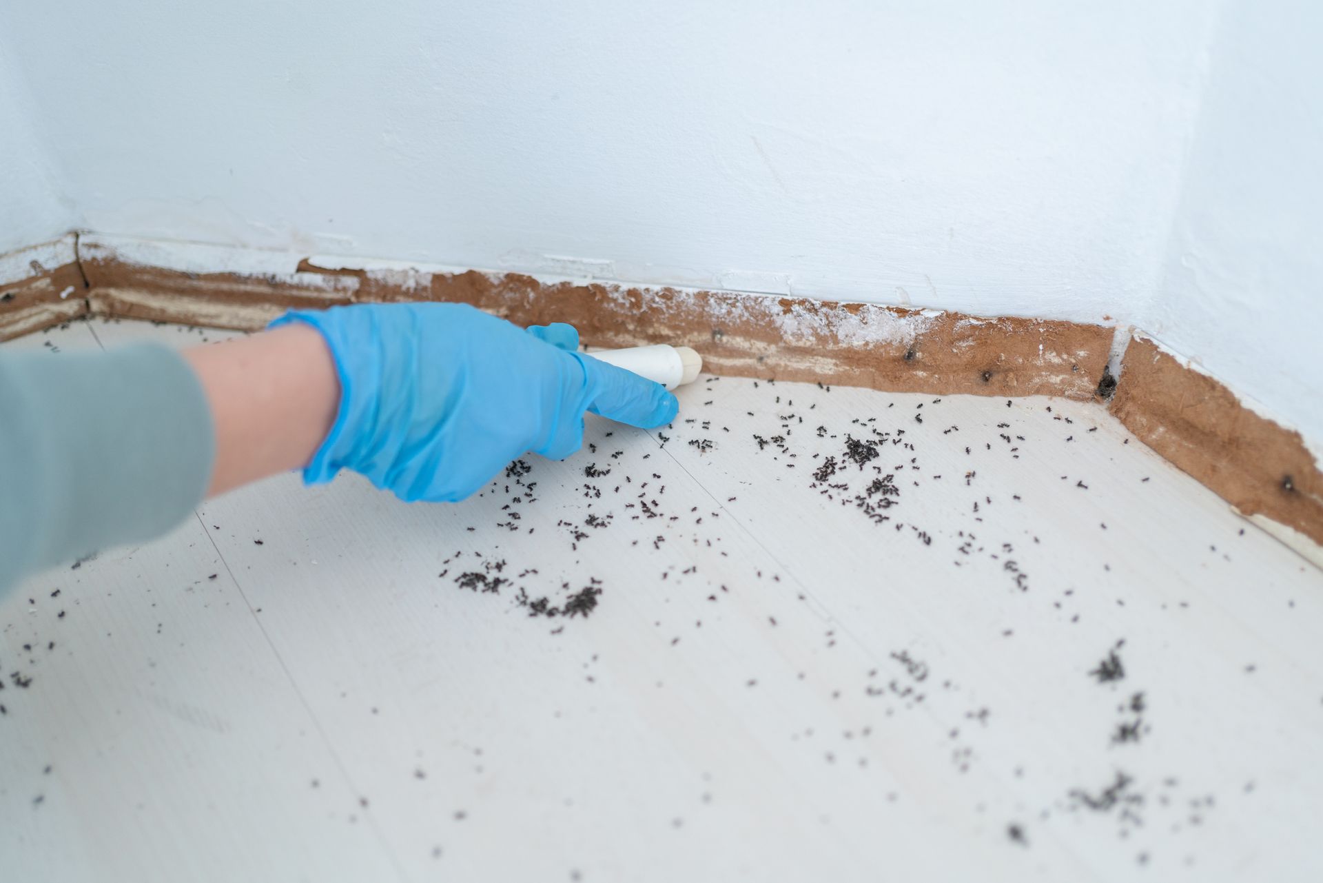 A person is cleaning a corner of a room with a spray bottle.