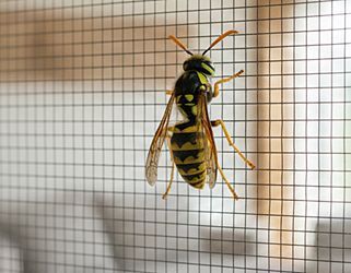 Wespen im Spätsommer und Herbst schonend fernhalten: Entdecken Sie tierfreundliche, umweltschonende