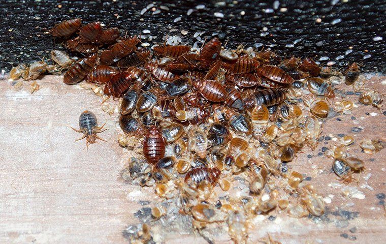 pest control cedar park texas