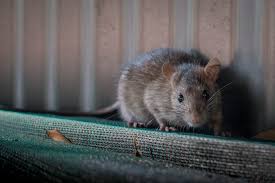 pest control cedar park texas