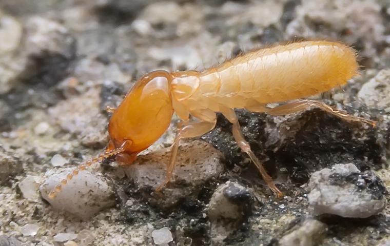 termite control cedar park tx