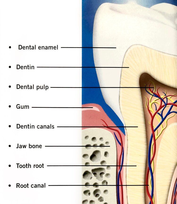 Cross-section of a tooth, labeled: enamel, dentin, pulp, gum, canals, bone, root, and root canal.
