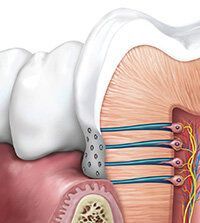Cross-section of a tooth showing the root embedded in the gum, with nerves and blood vessels.