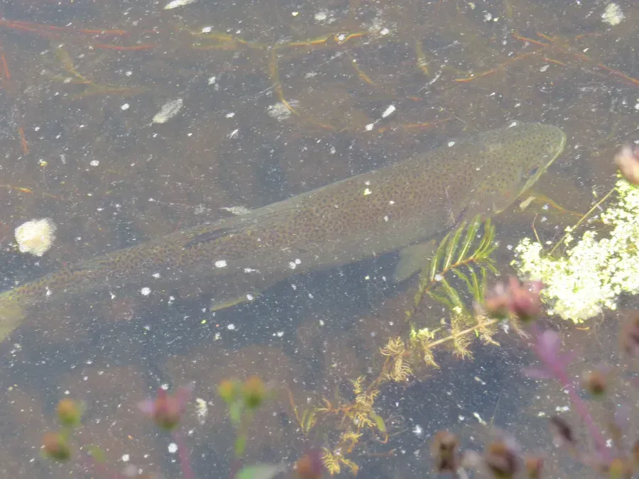 Fish swimming in murky water with visible aquatic plants.