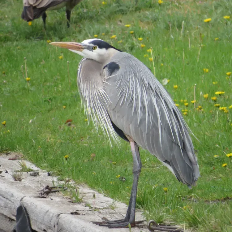 Great blue heron standing on a concrete ledge, near grass. Gray, white, and black feathers, yellow beak.