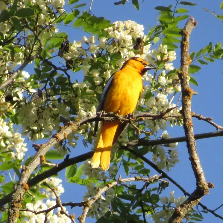 Yellow oriole perched on a branch, surrounded by white flowers against a blue sky.