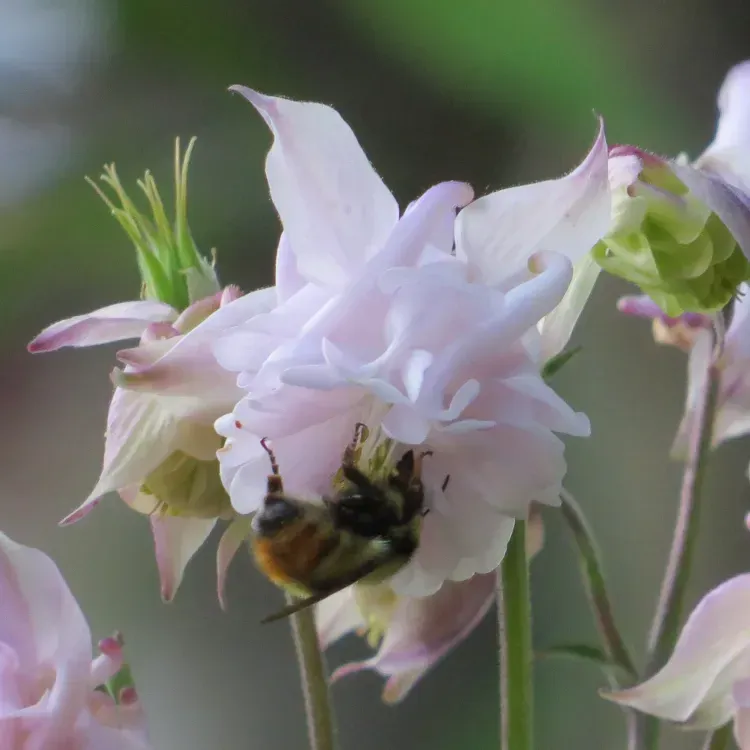 Bee pollinating a pale pink columbine flower.