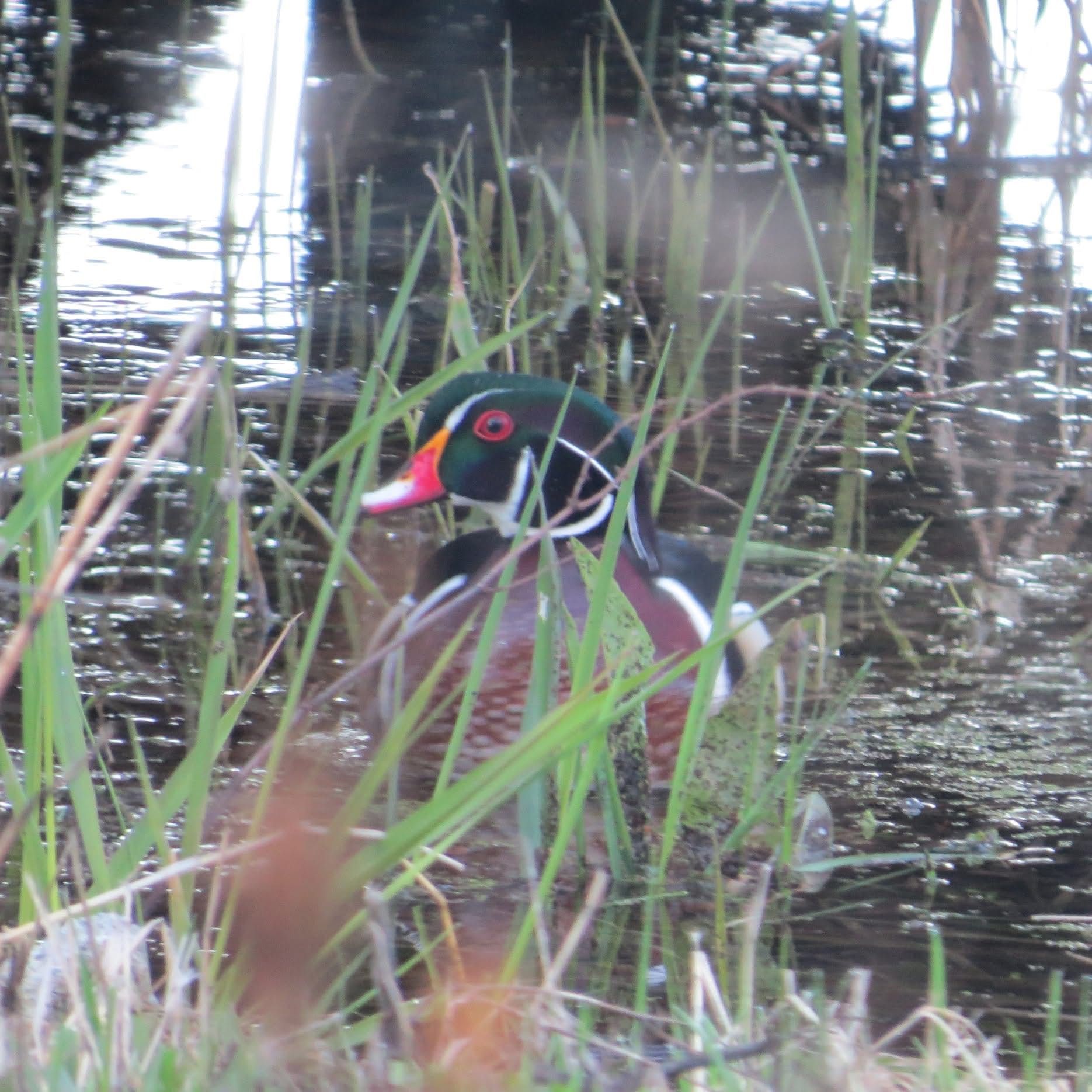 Wood duck with colorful plumage peeks through tall grass at water's edge.