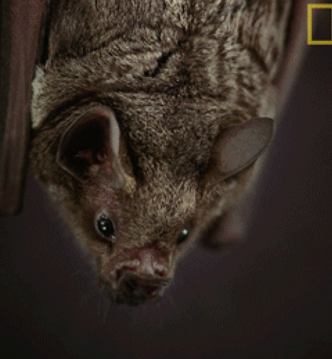 Close-up of a small brown bat hanging upside down in darkness