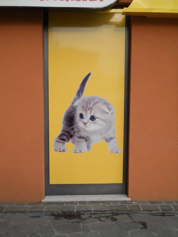 Poster di un gattino su un pannello giallo della vetrina tra pareti arancioni