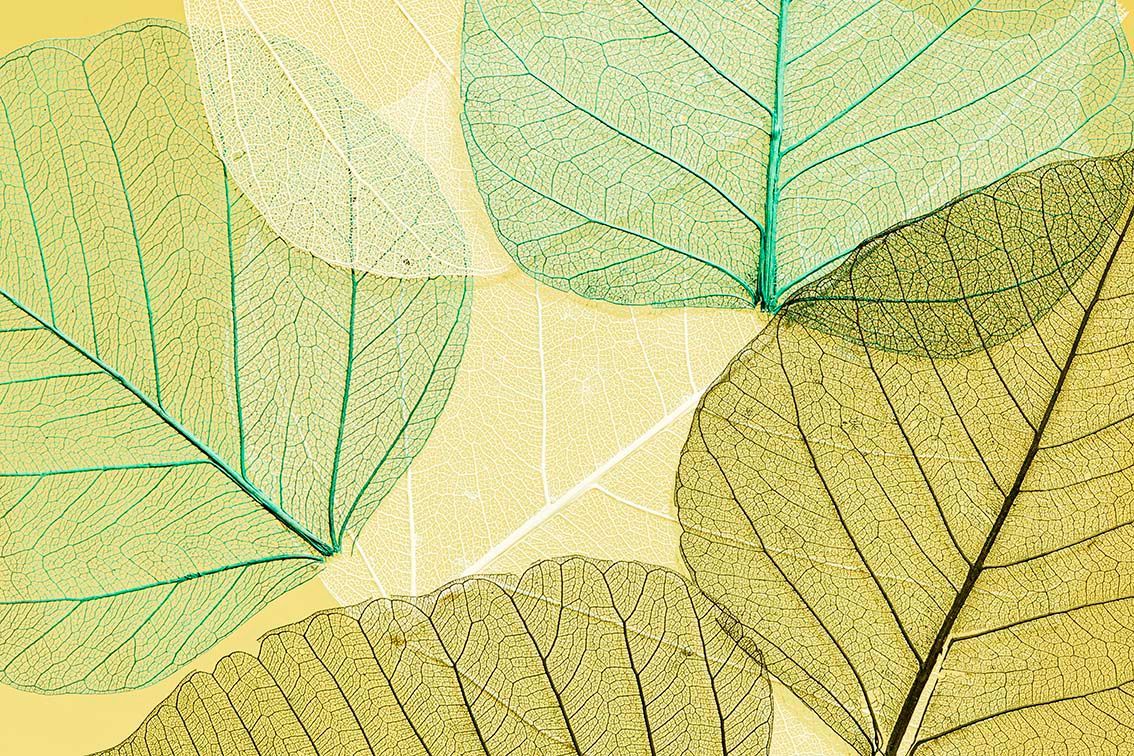 Primo piano astratto di foglie traslucide di colore verde pallido e giallo con venature visibili su uno sfondo chiaro.
