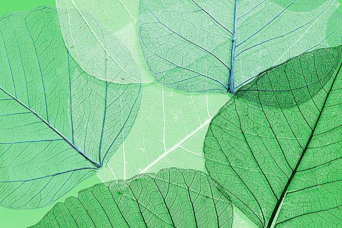 Primo piano di foglie verdi sovrapposte con venature visibili e luce solare tenue che filtra attraverso