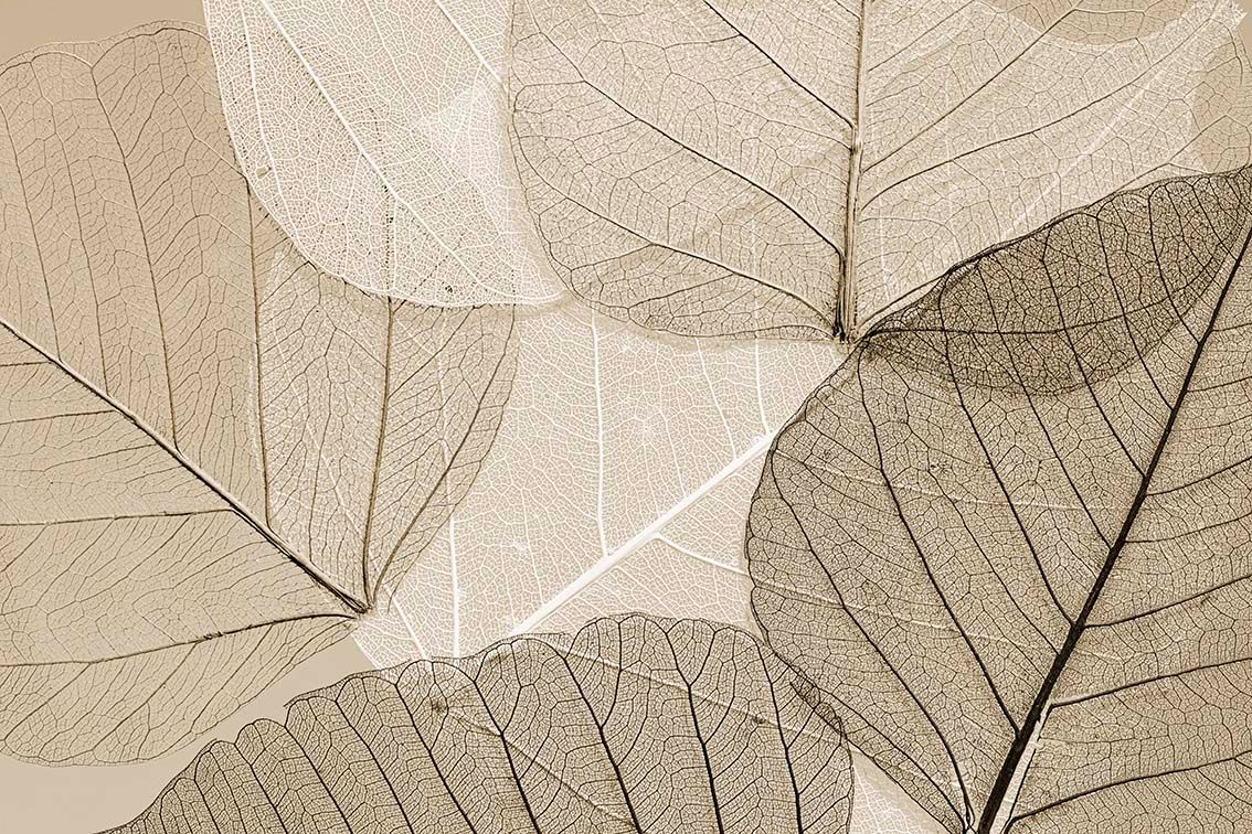 Primo piano di foglie secche color beige chiaro con venature visibili e trama fine, sovrapposte secondo un disegno naturale.