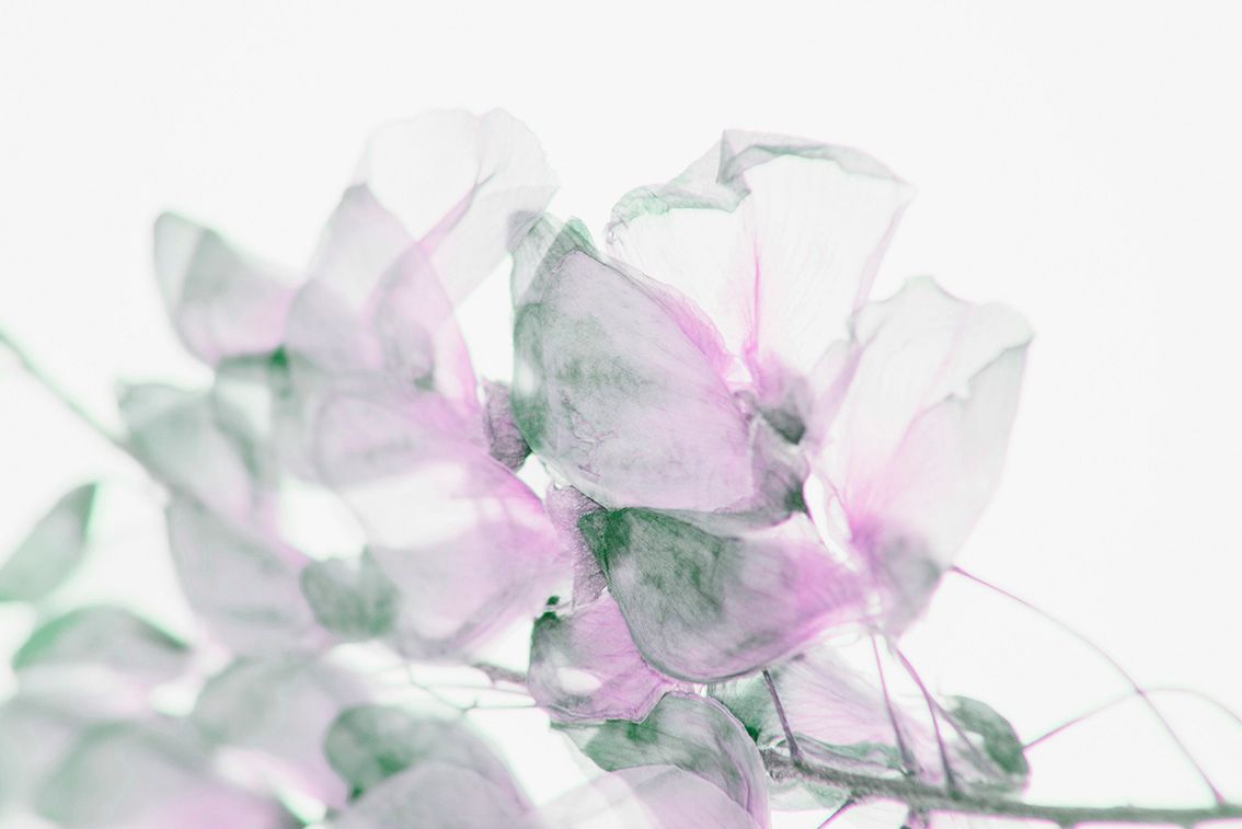 Fiori traslucidi rosa tenue e verdi su sfondo bianco