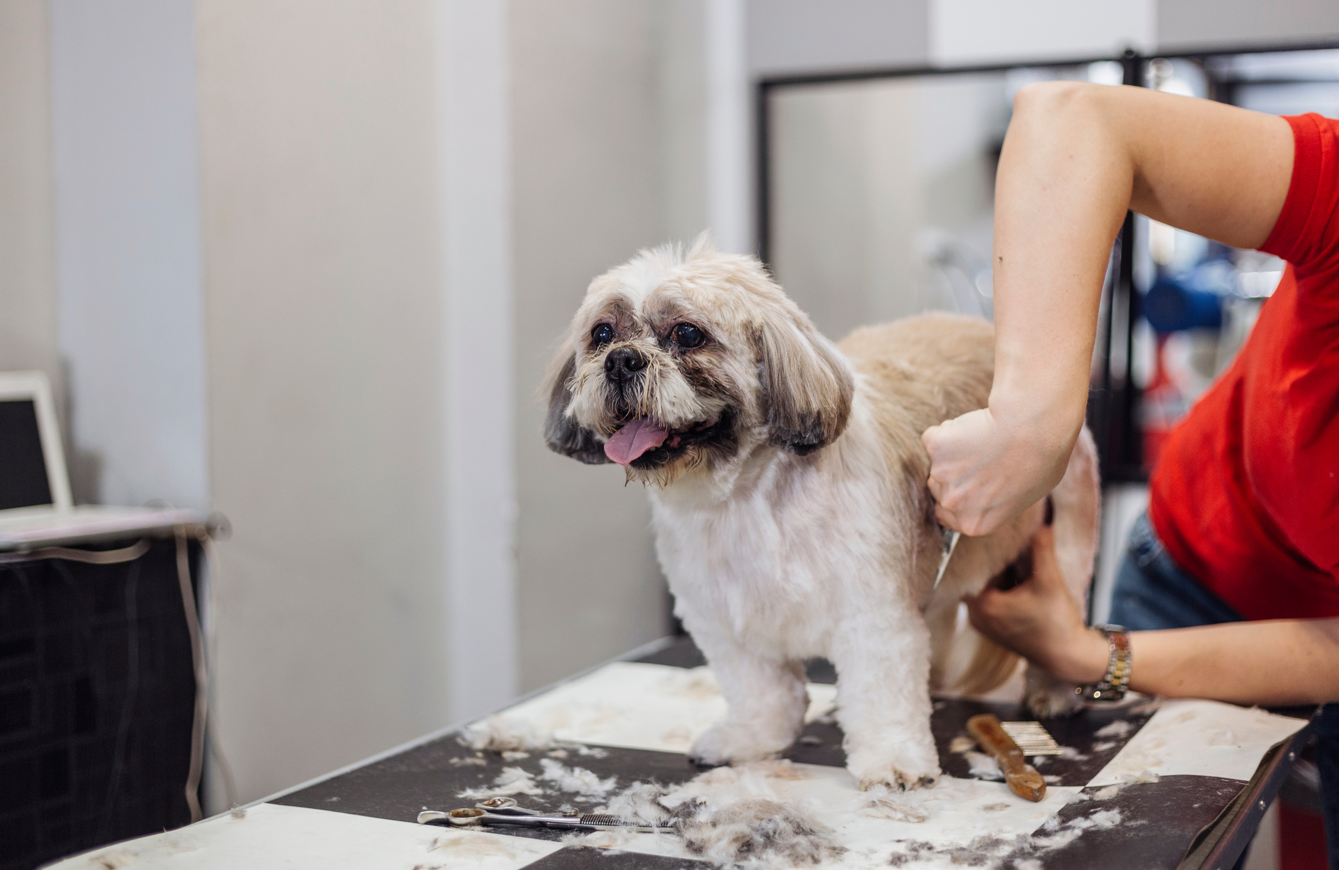 Mobile Dog Grooming