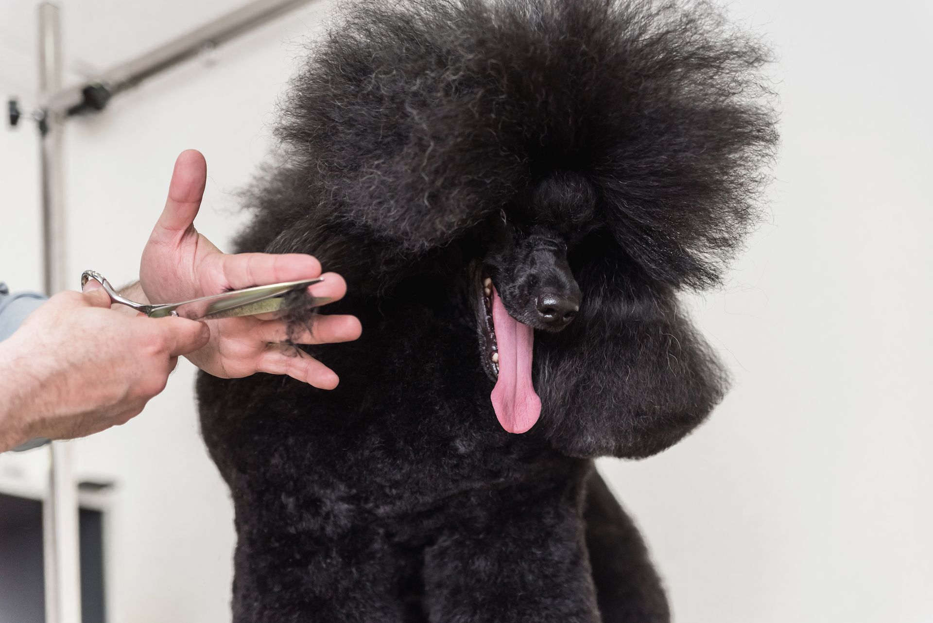 Black poodle getting a haircut during a grooming session