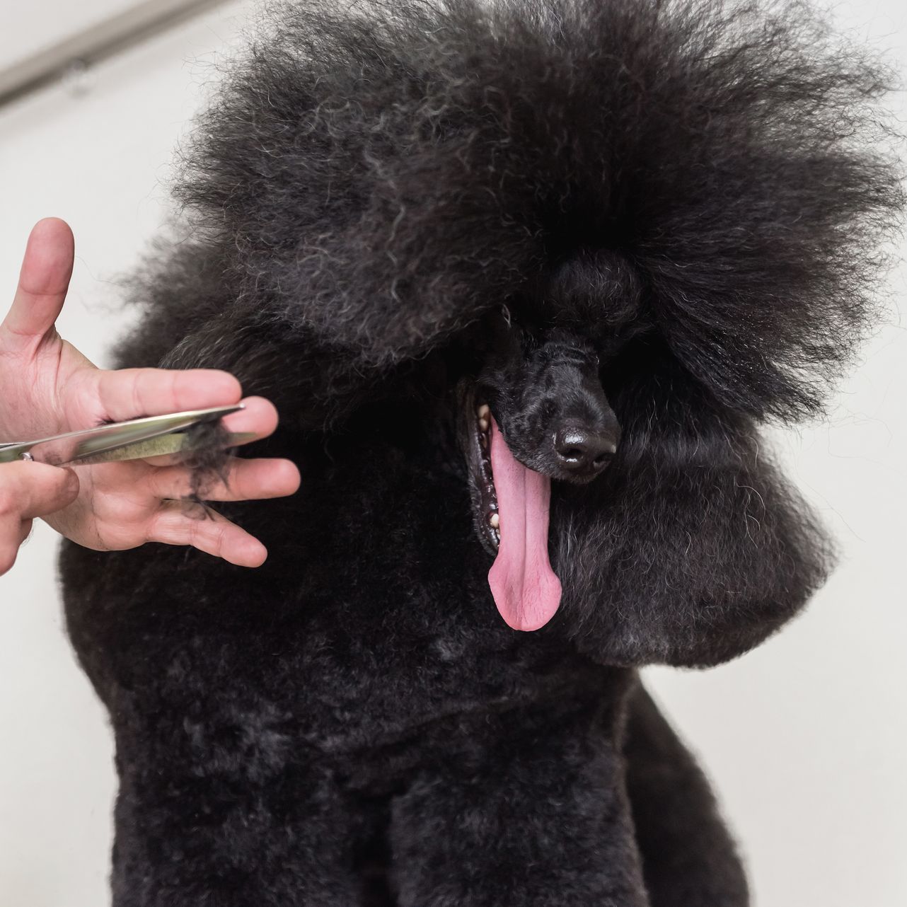 Black poodle getting a haircut during a grooming session