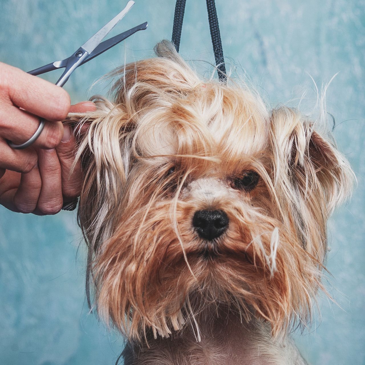 Groomer trimming a Yorkshire Terrier's face with scissors