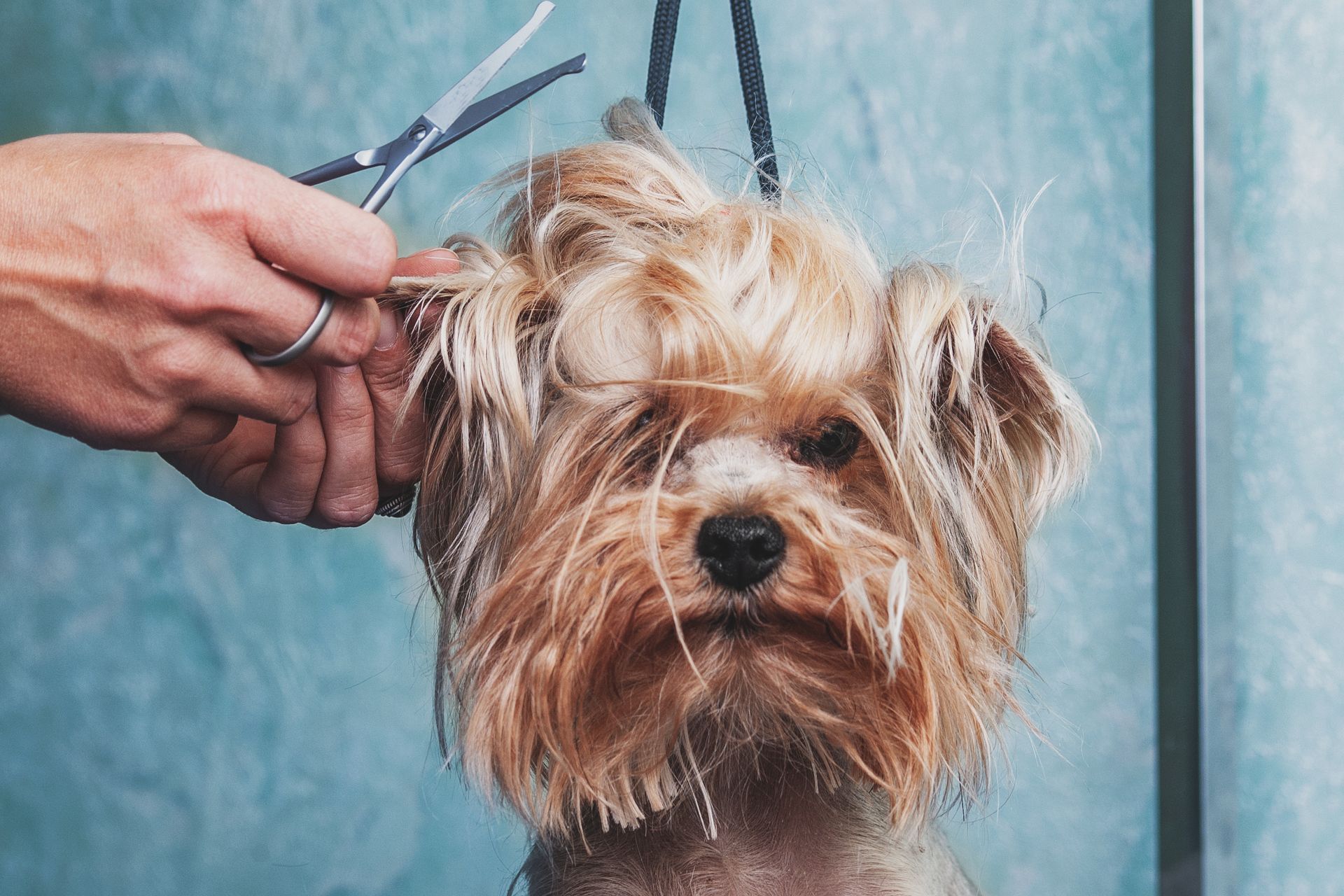Groomer trimming a Yorkshire Terrier's face with scissors