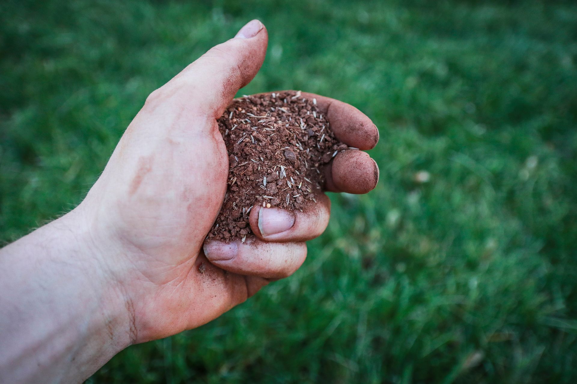 Handful of brown grass seeds in front of a green lawn.