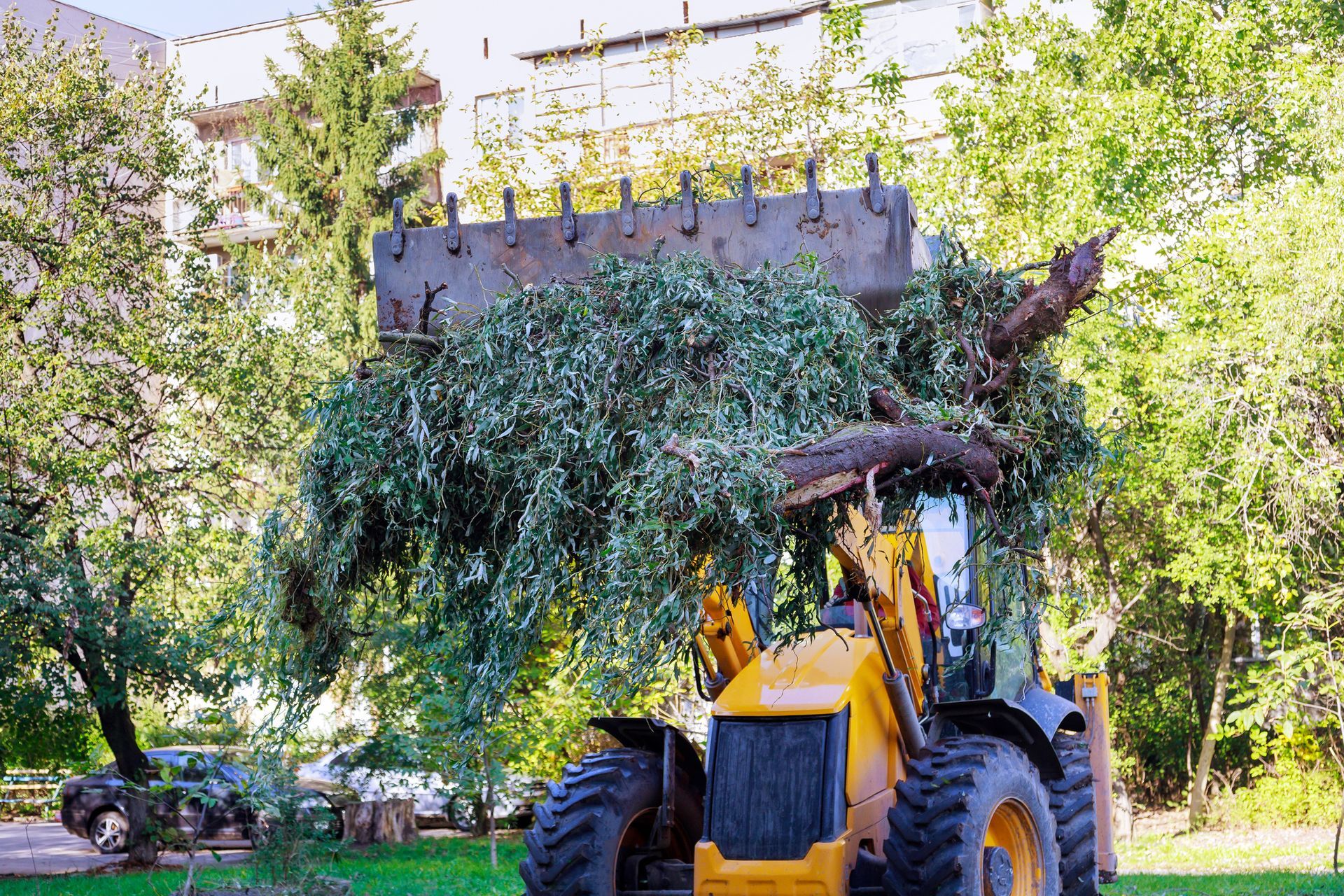 Yellow bulldozer scoops up freshly cut branches, green foliage, in a park setting.