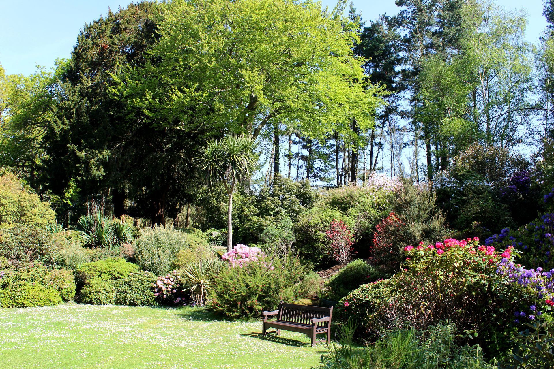 Lush garden with blooming rhododendrons, a wooden bench, and a large tree on a sunny day.