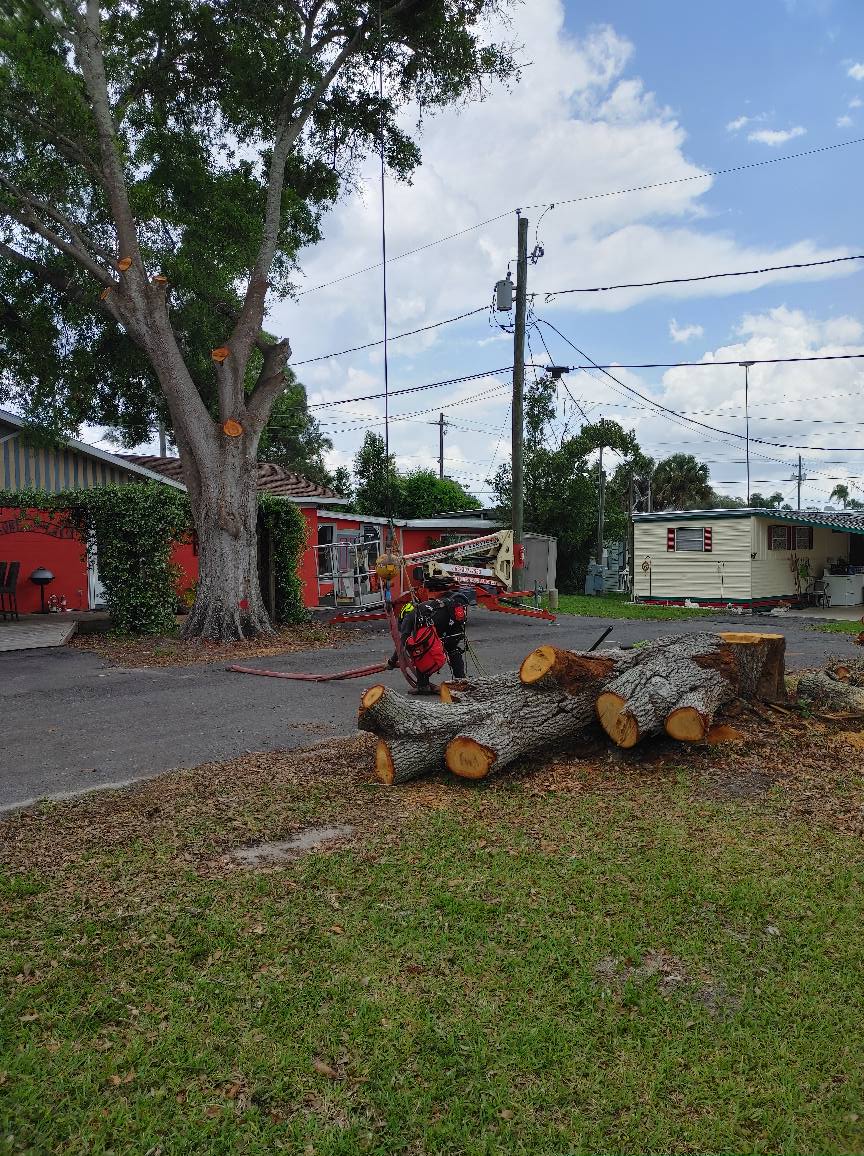 Tree Removal | Lakeland, FL | IronHead Tree Service