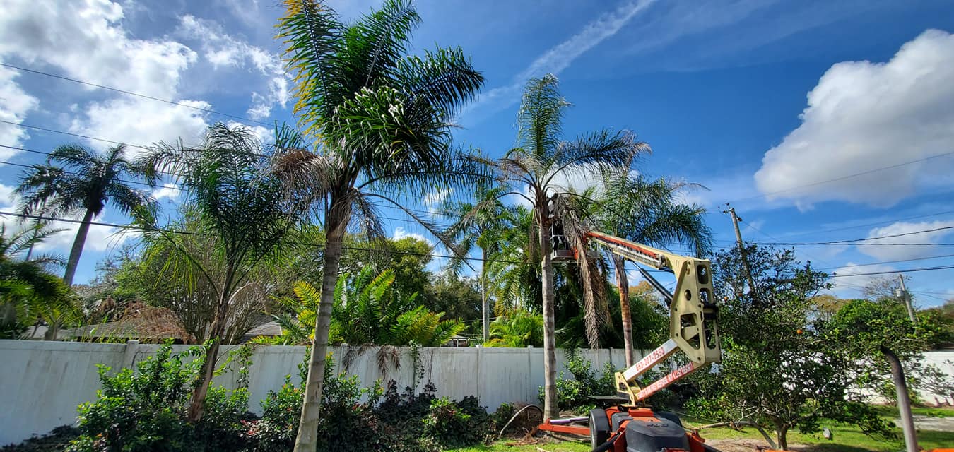 Tree Trimming | Lakeland, FL | IronHead Tree Service