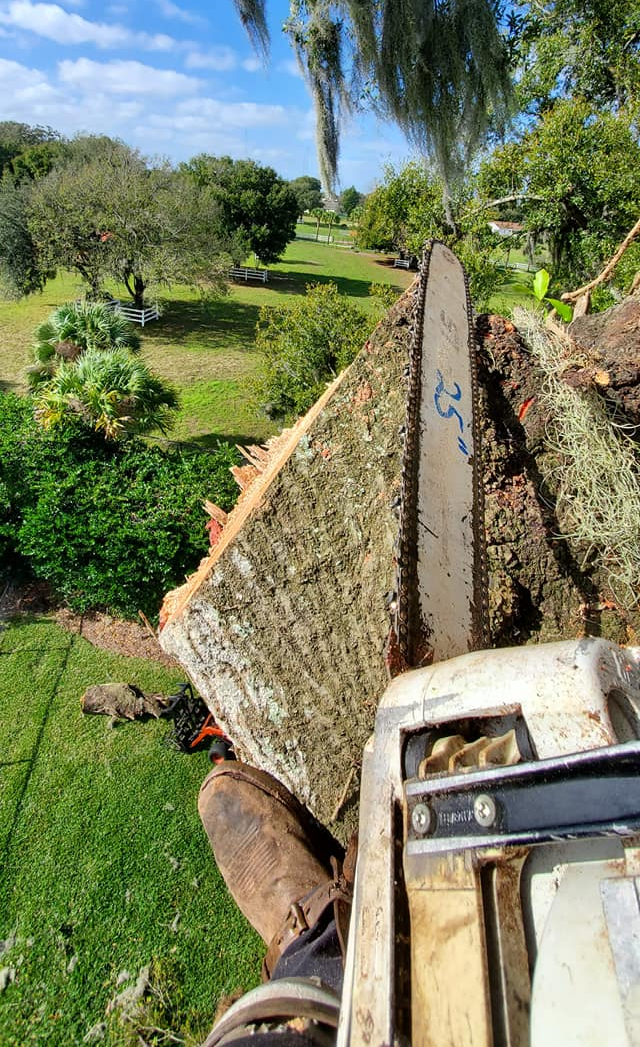 Residential Tree Trimming | Lakeland, FL | IronHead Tree Service