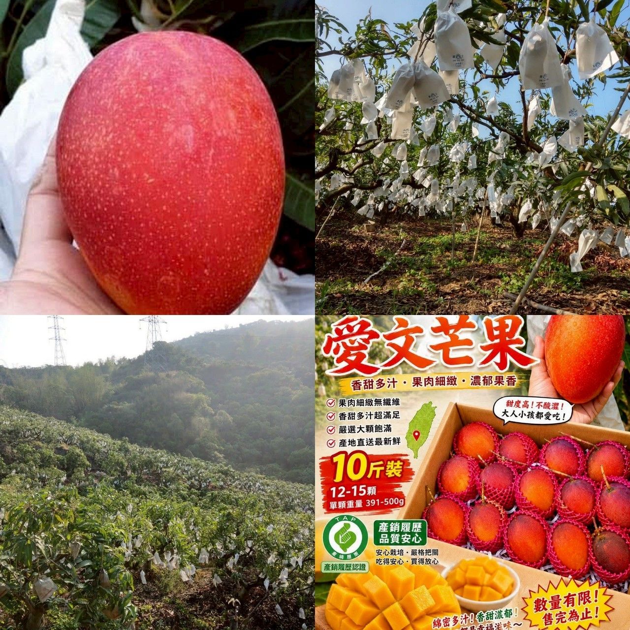 免運!【泰德選物】台南玉井愛文芒果｜產銷履歷認證》即將開採?
