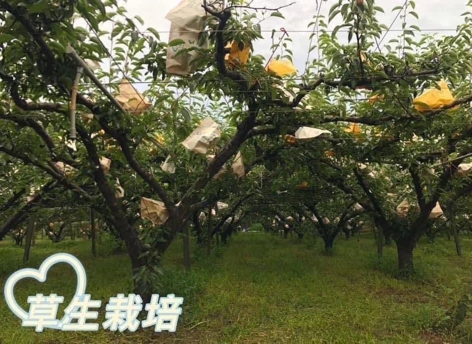 免運!【泰德選物】卓蘭梨中之后《豐水梨》大家最愛的水梨季開跑囉‼️