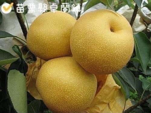 免運!【泰德選物】《卓蘭新興梨》開採囉‼️