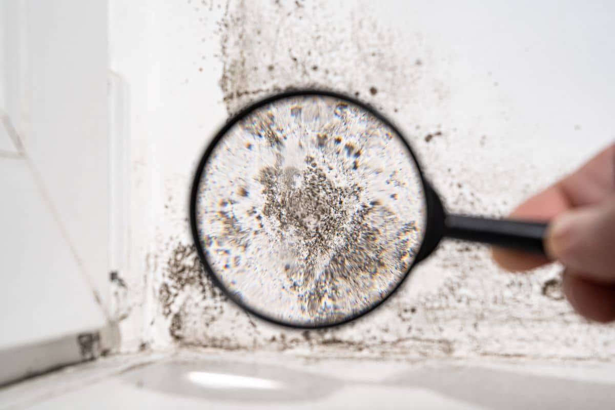 A close up of a wall with mold growing on it.