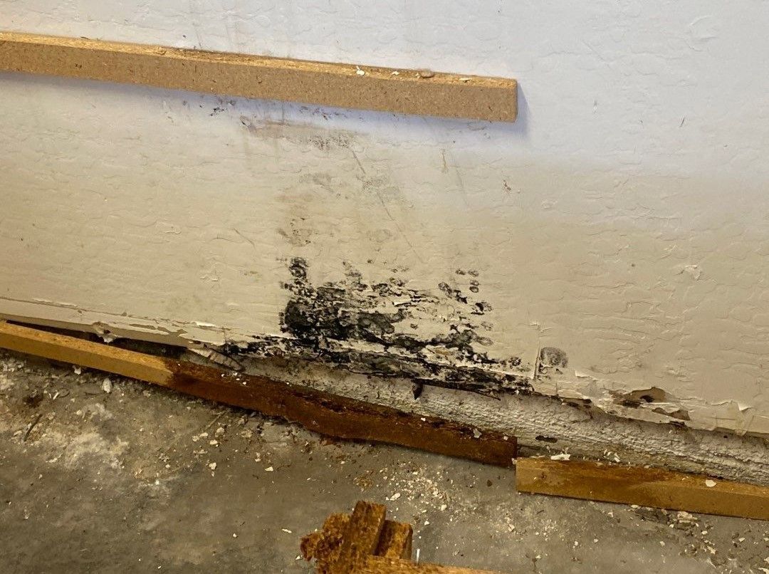 A close up of a wall with mold growing on it.