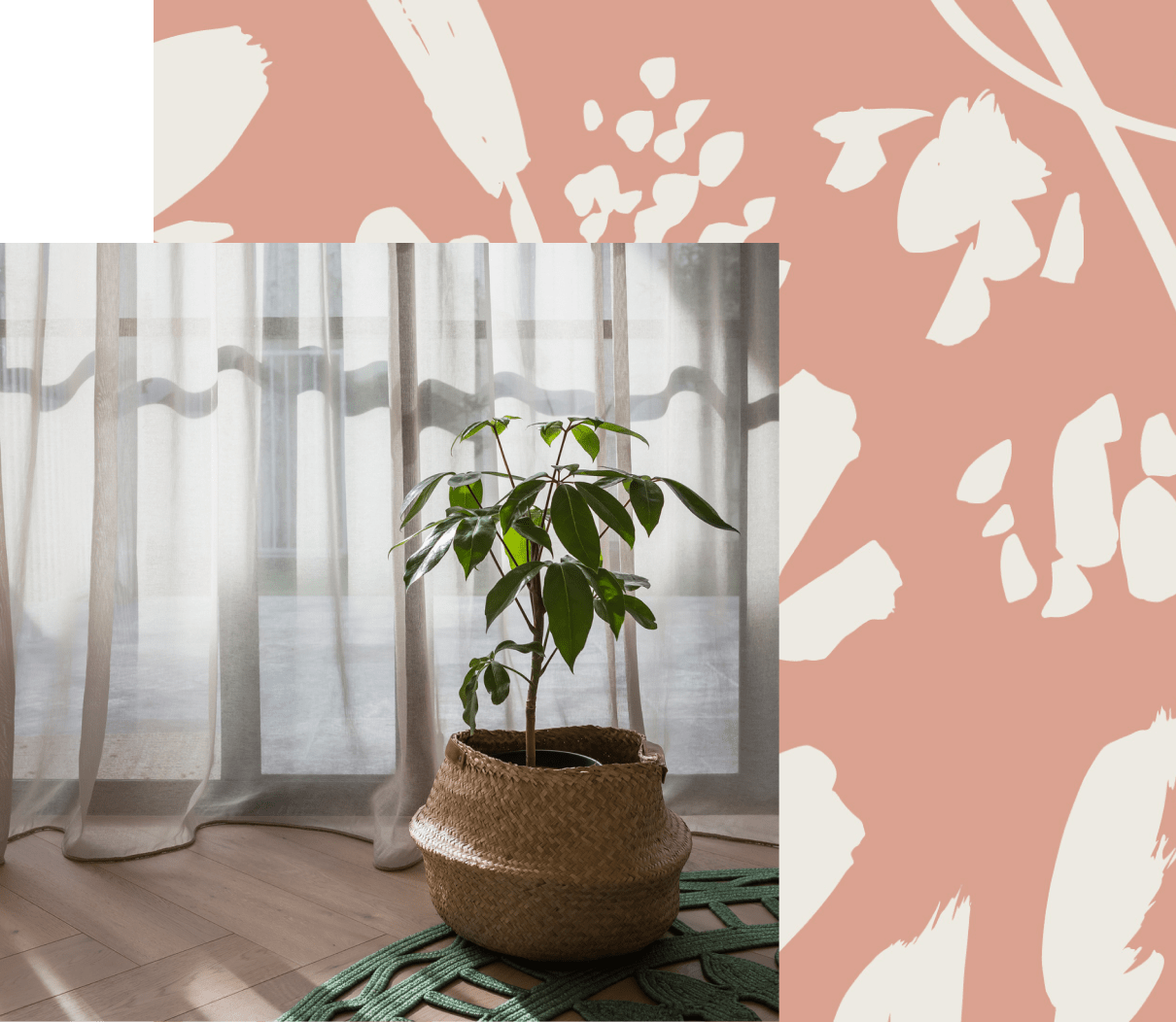 A potted plant in a wicker basket sitting in front of a grey sheer curtain with sunlight streaming through.