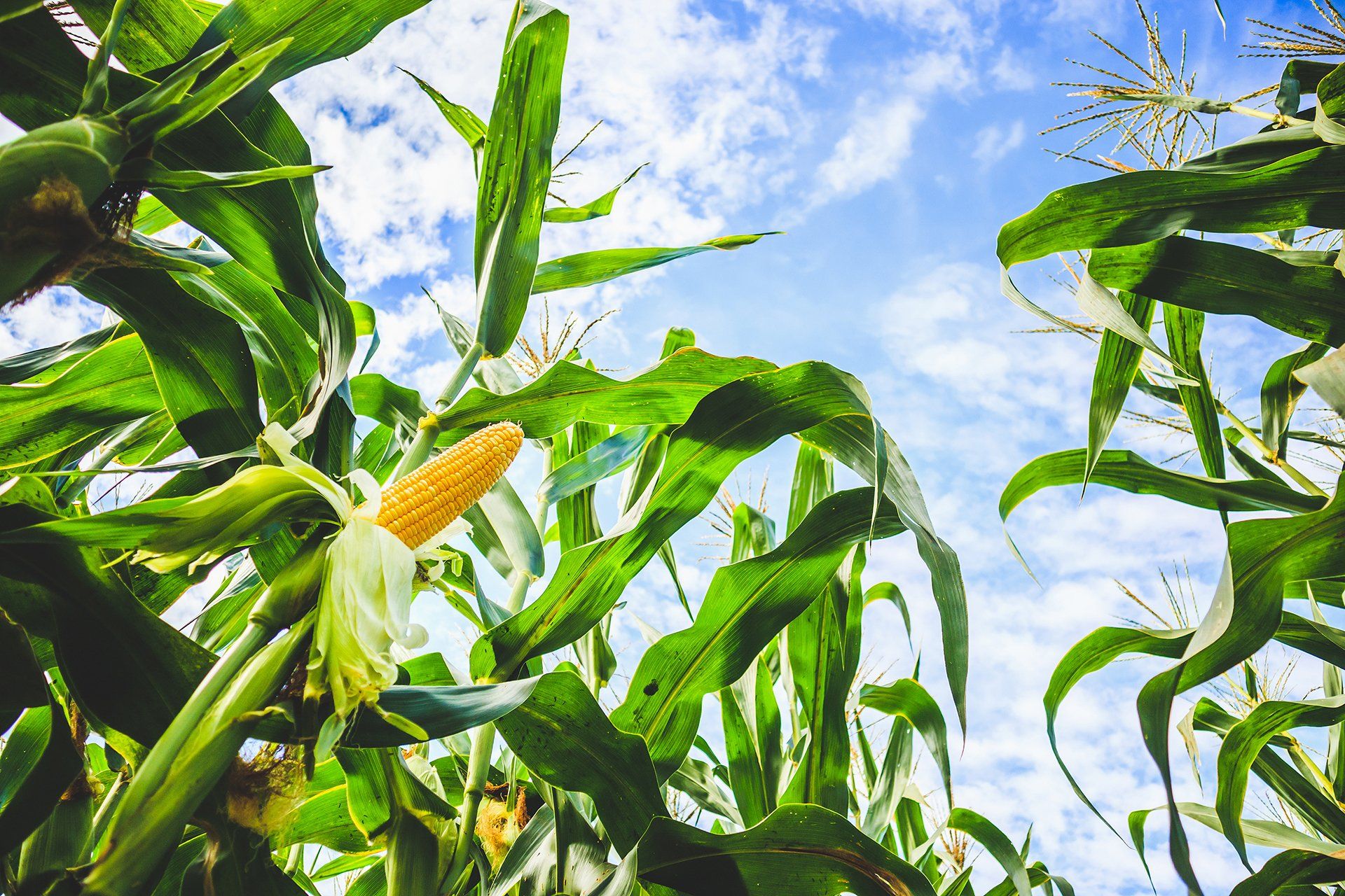 Organic corn for ingredient trading