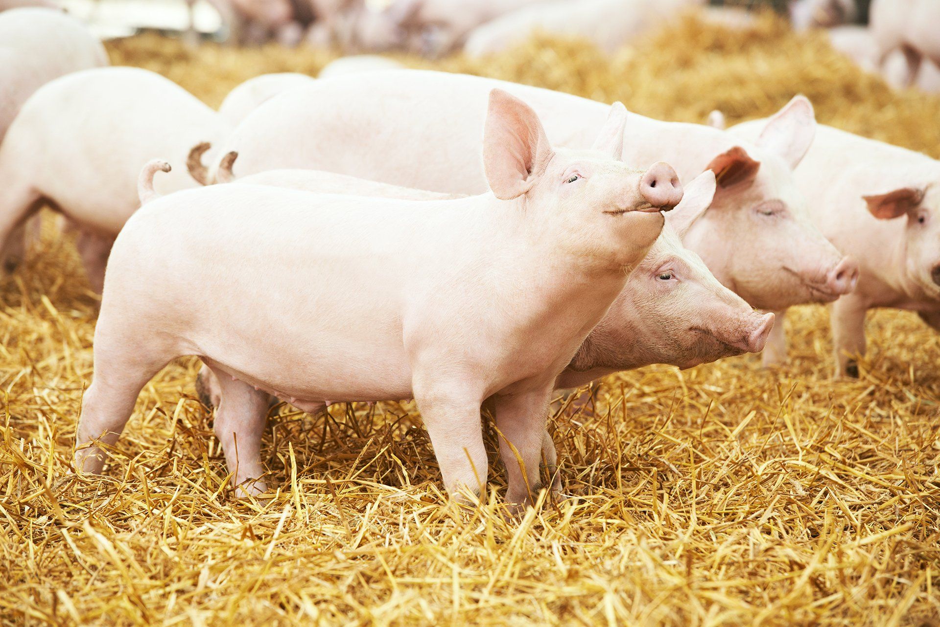 A healthy pig eating organic ingredients