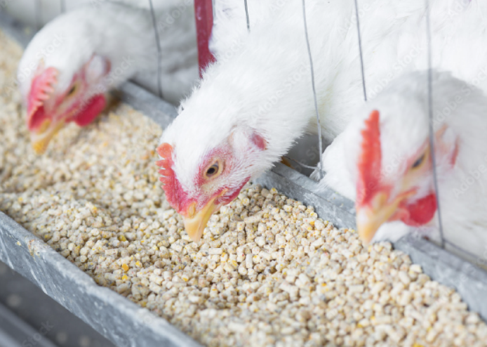 Chicken eating chicken food