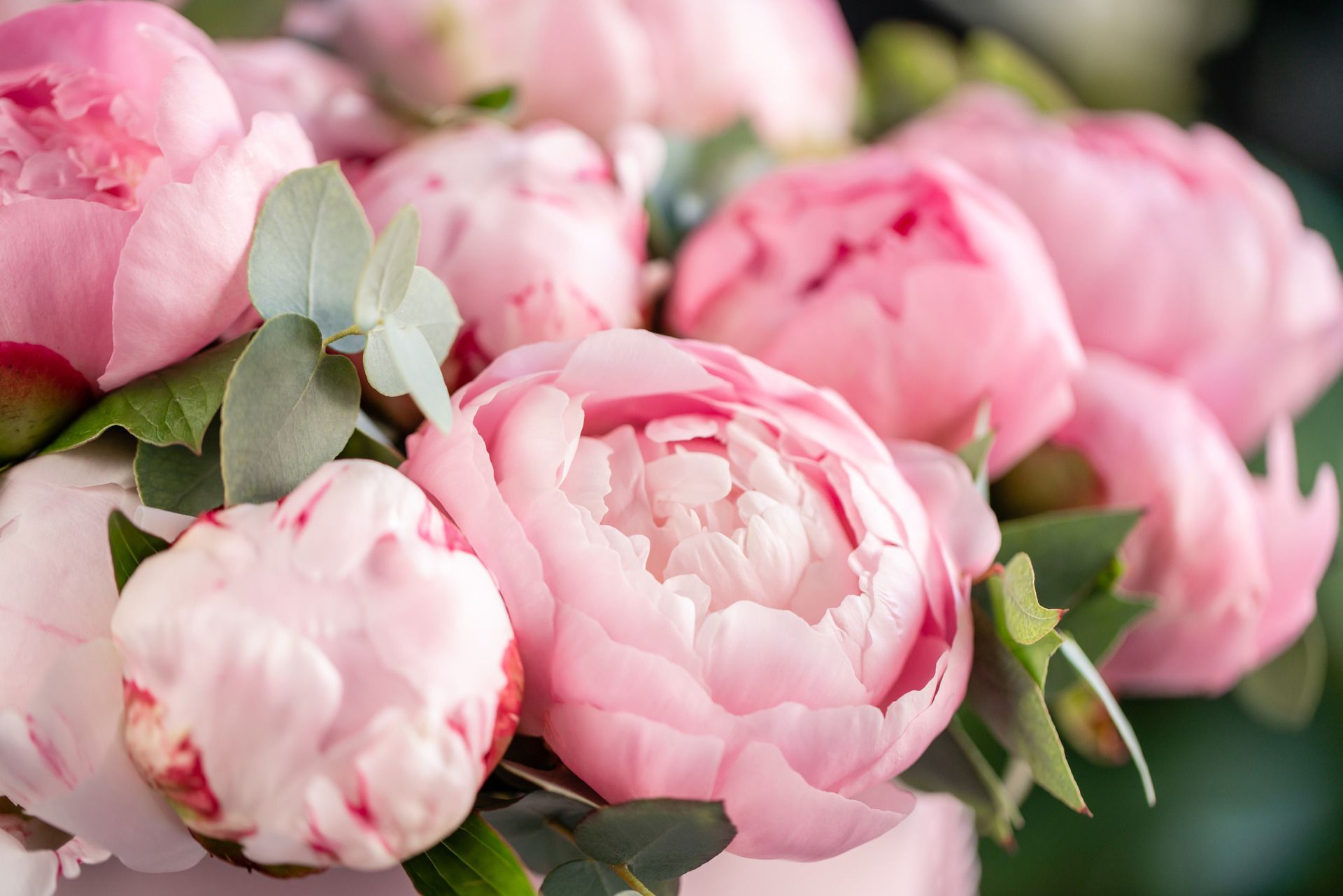Pink peonies in full bloom with green foliage.