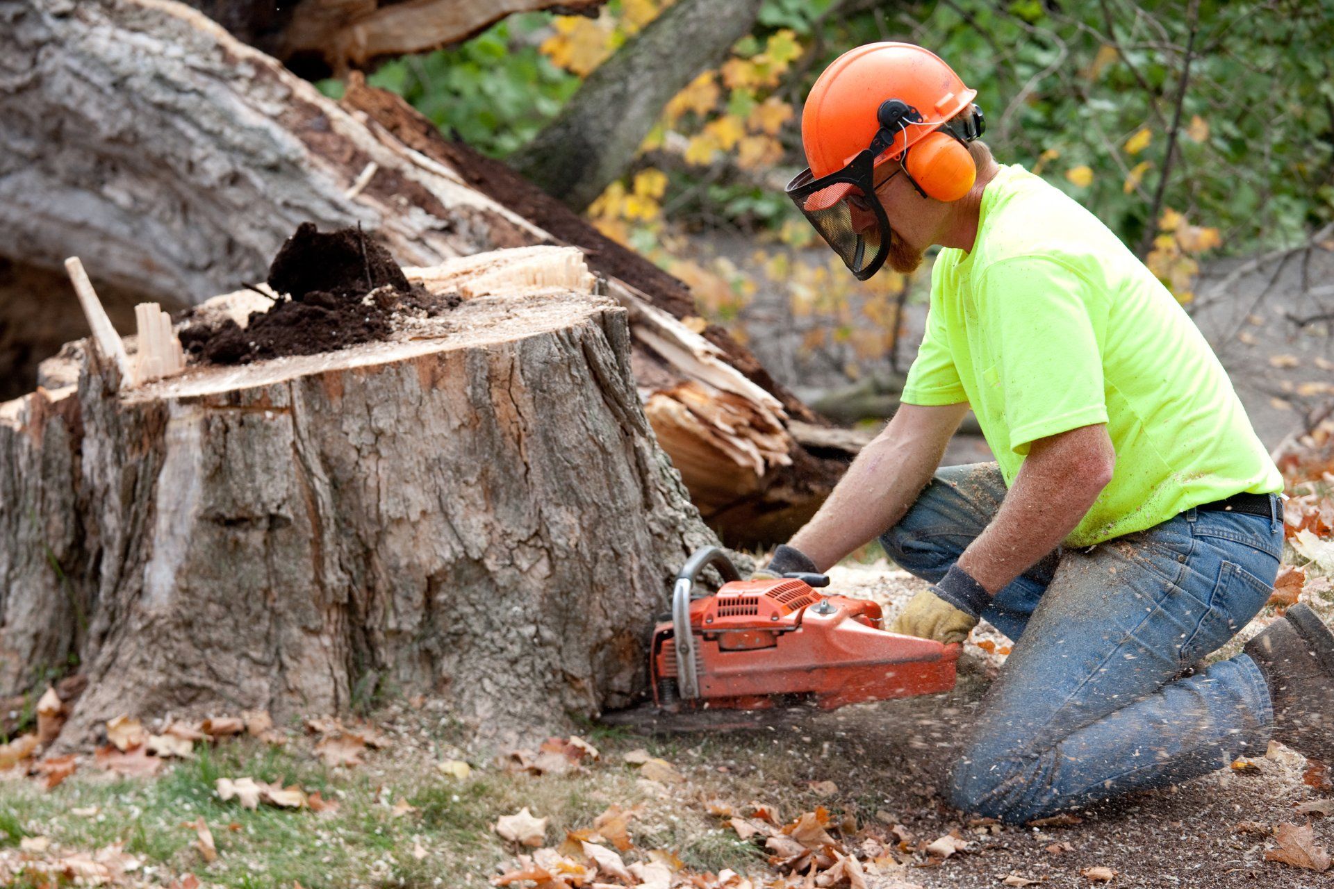Man Removing Tree | Columbus, OH | Campos Tree Services Man Removing Tree | Columbus, OH | Campos Tree Services