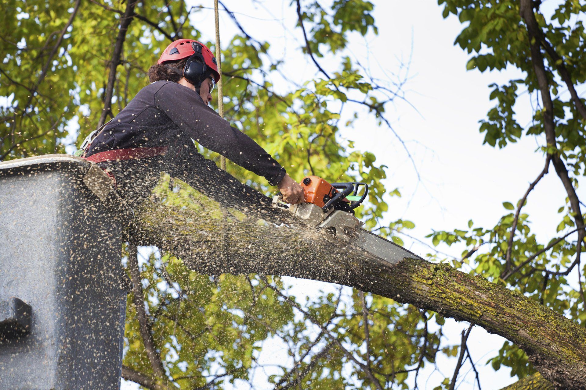 Man Trimming Tree | Columbus, OH | Campos Tree Services Man Trimming Tree | Columbus, OH | Campos Tree Services