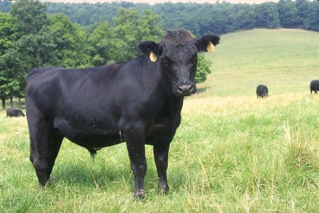 Een zwarte stier staat in een groene weide, met ander vee en bomen op de achtergrond.