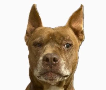 A brown dog with big ears is looking at the camera on a white background.