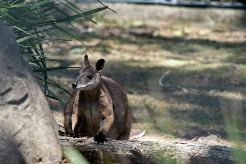 A Kangaroo Is Sitting On A Rock In The Woods — Advanced Windscreens & Service Centre In Proserpine, QLD