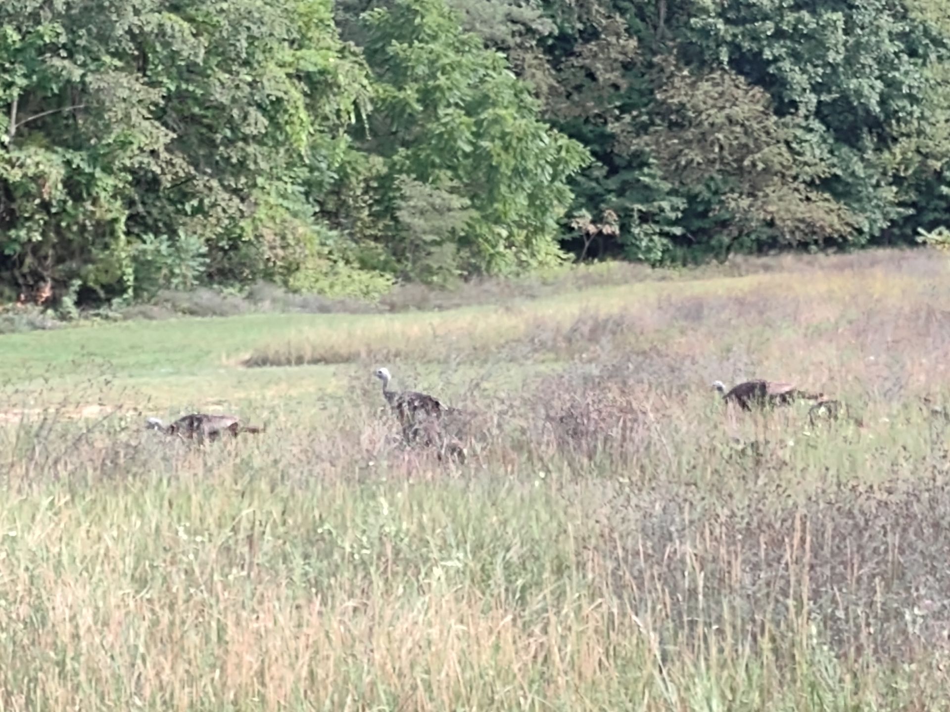 Turkeys in the parairie.