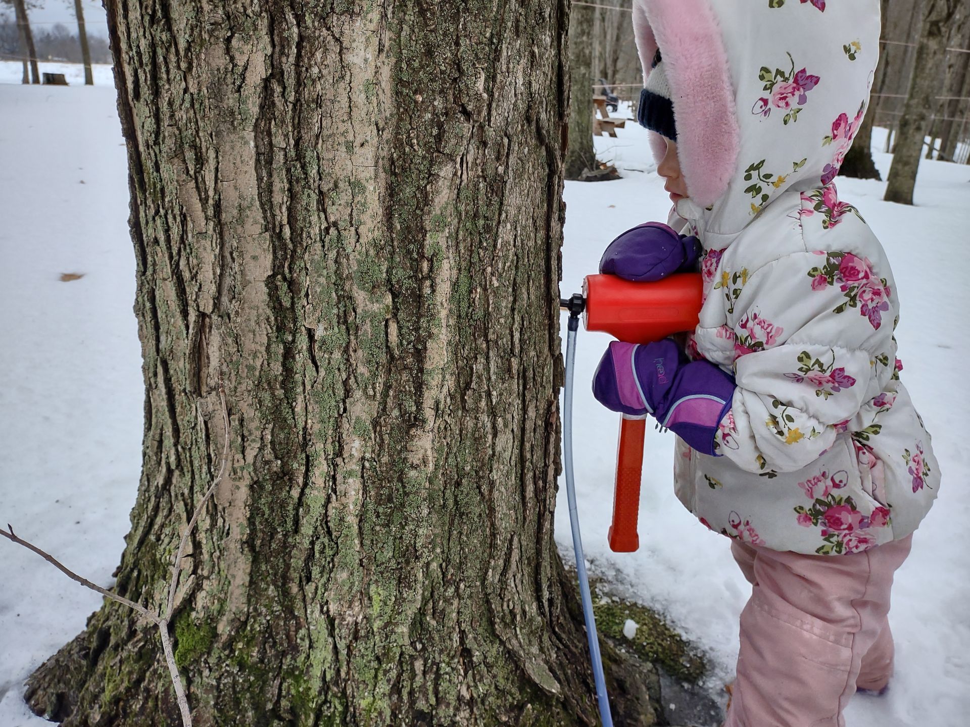 Kids with mallet tapping maple trees for syrup.
